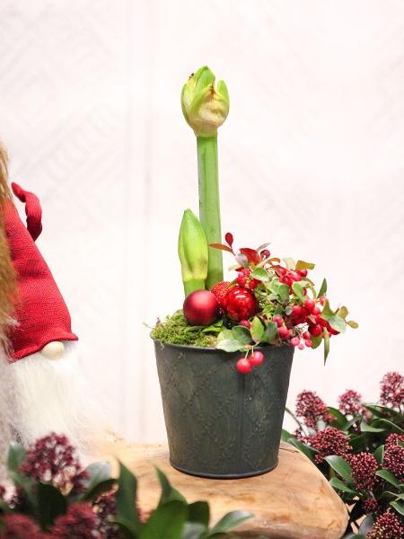 Joulu Amaryllis